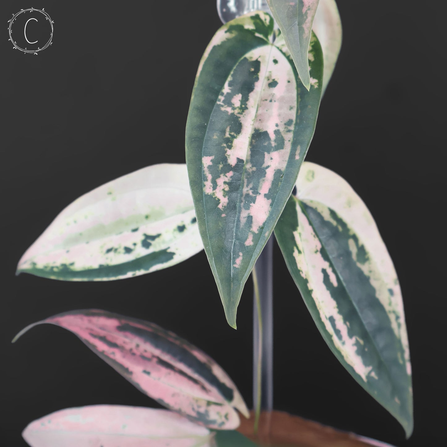 Dioscorea "Gamma Ray"