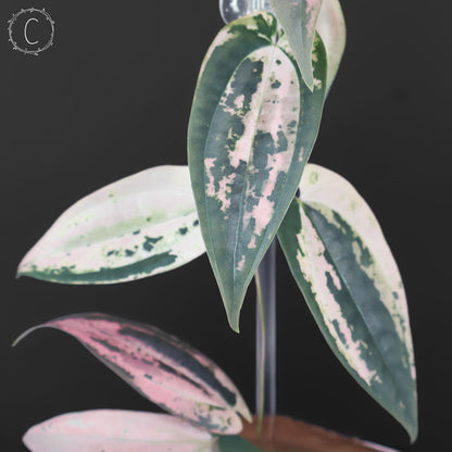Dioscorea "Gamma Ray"