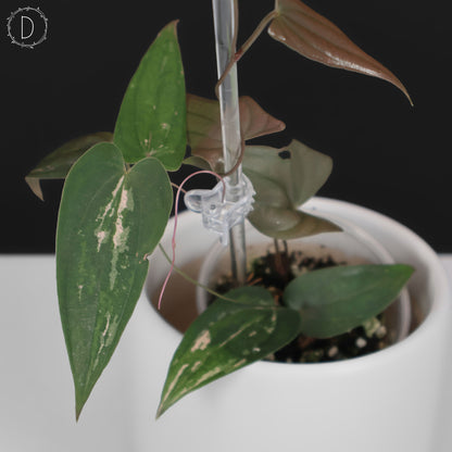 Dioscorea "Gamma Ray" sp.