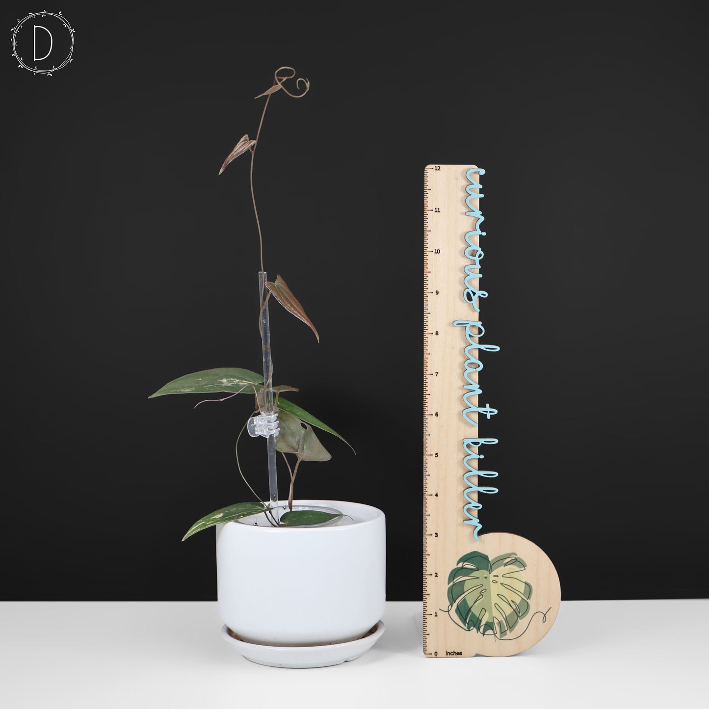 Dioscorea "Gamma Ray" sp.