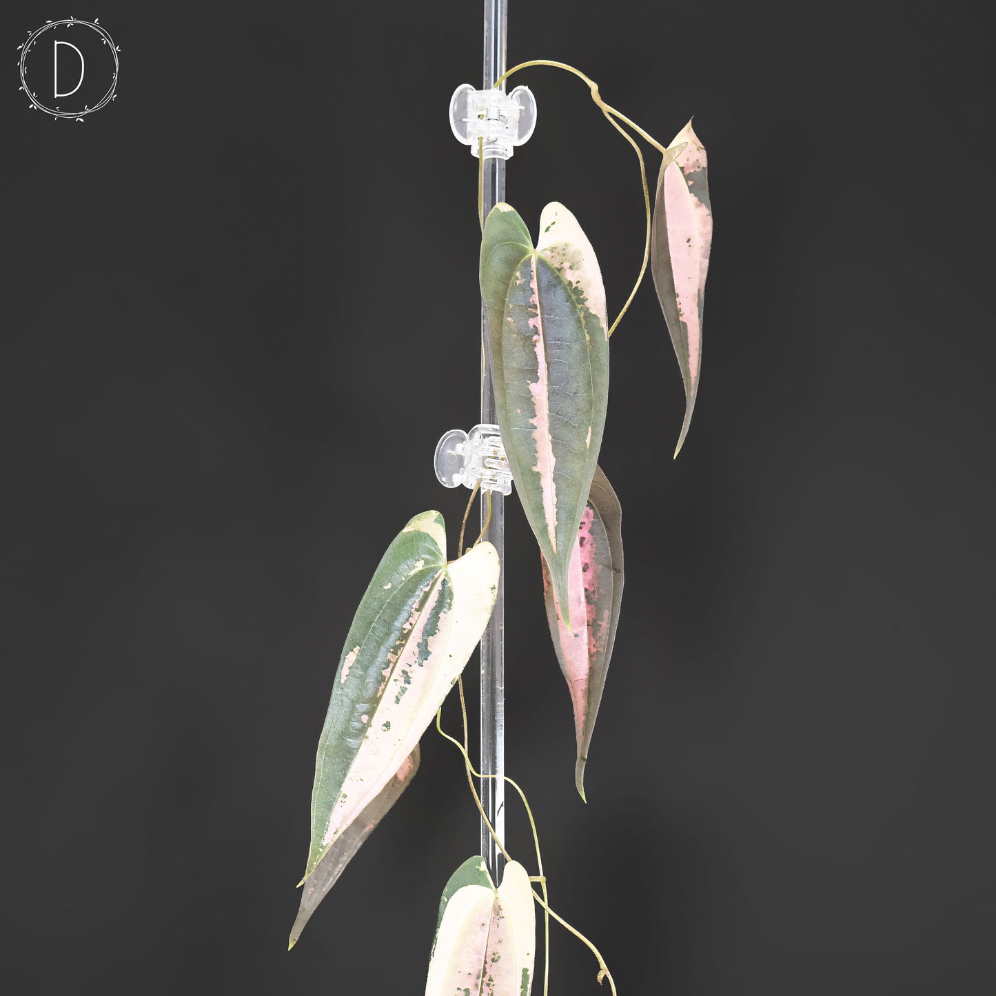 Dioscorea "Gamma Ray"