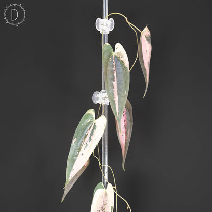 Dioscorea "Gamma Ray"