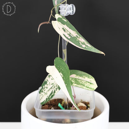 Dioscorea "Gamma Ray"