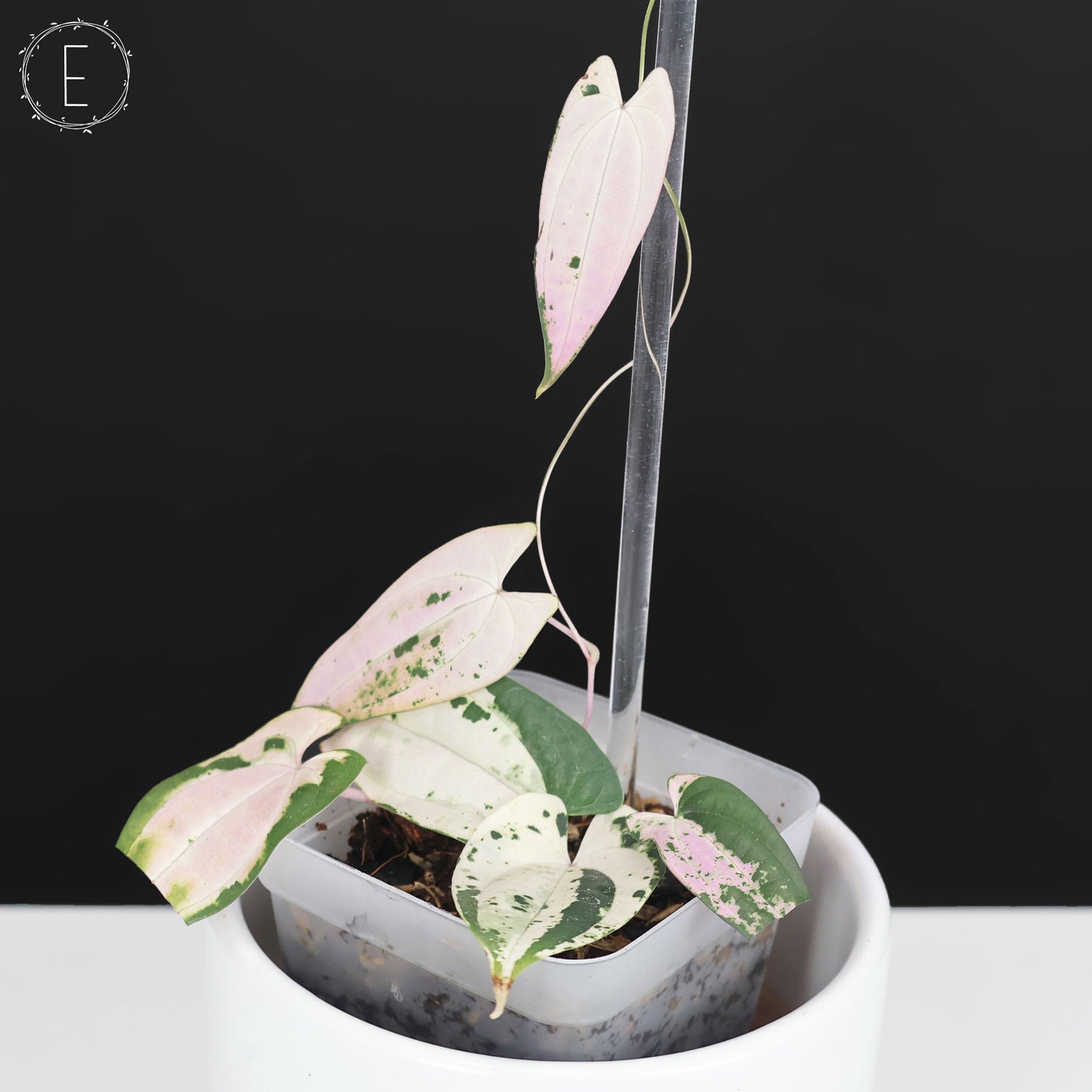 Dioscorea "Gamma Ray"