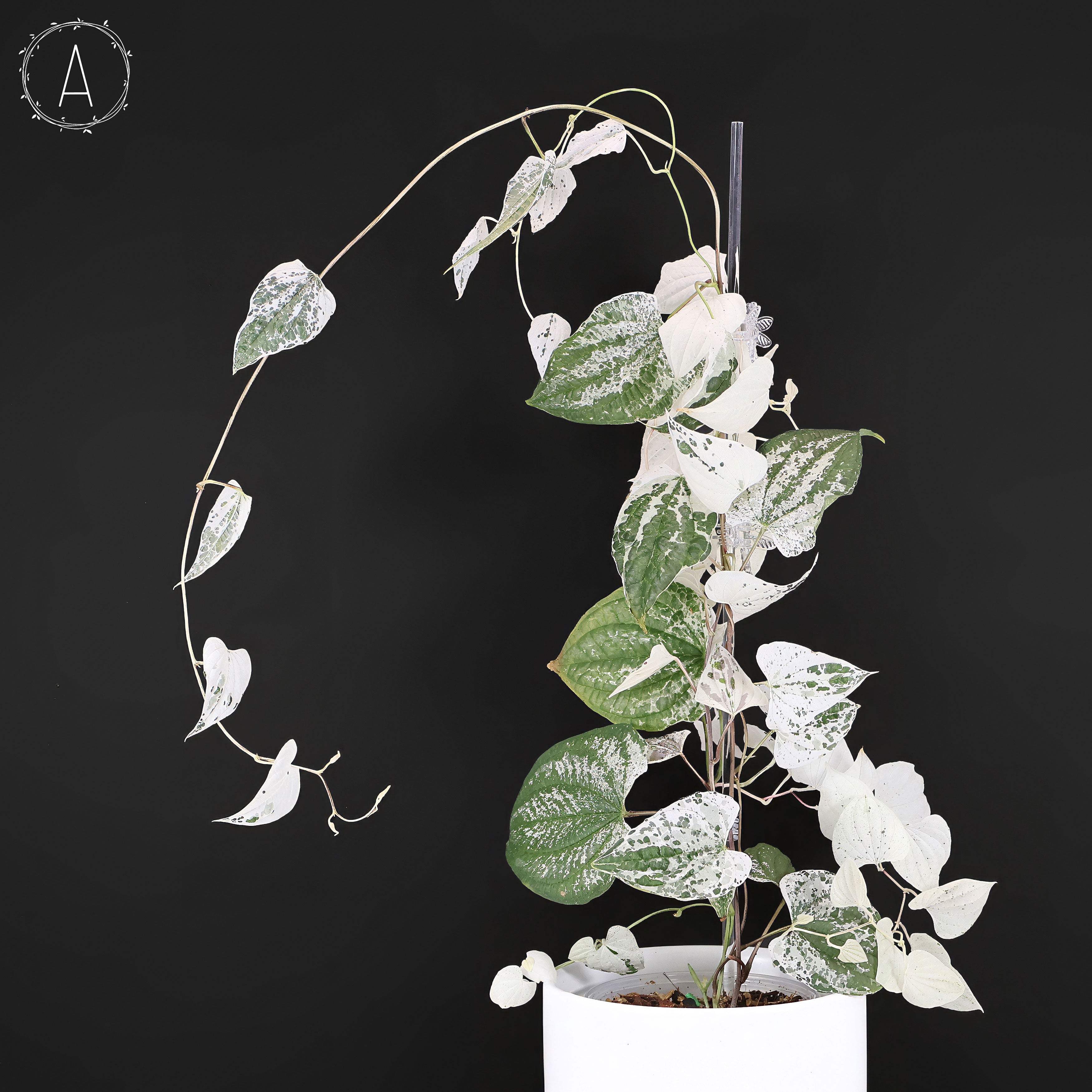 Dioscorea – Curious Plant Killer