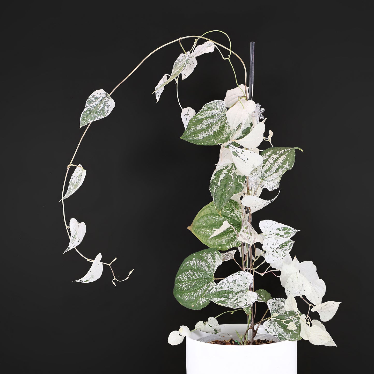 Dioscorea "Goblin"
