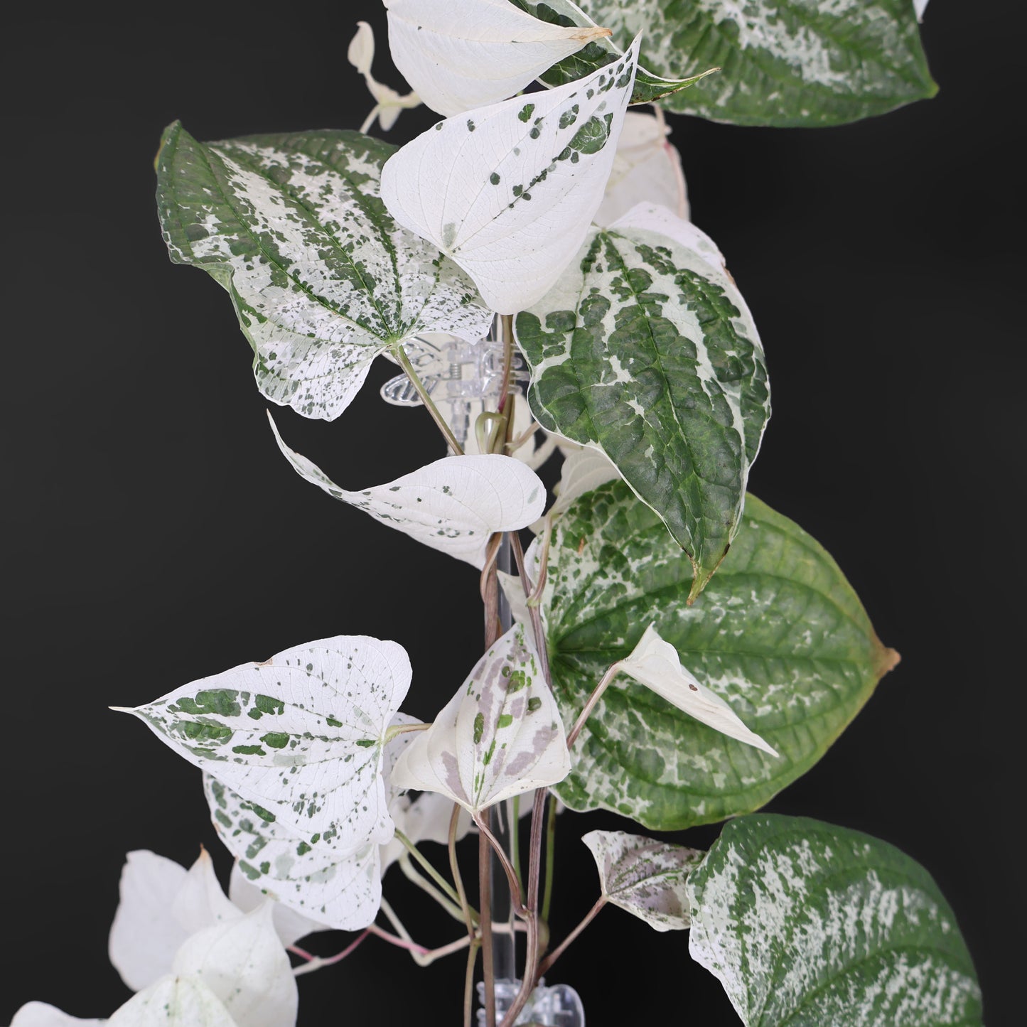 Dioscorea "Goblin"