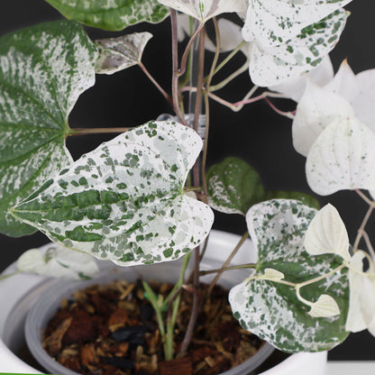 Dioscorea "Goblin"