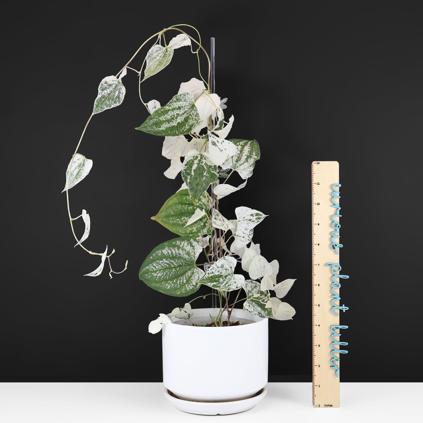 Dioscorea "Goblin"