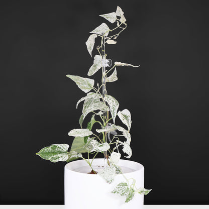 Dioscorea "Goblin"