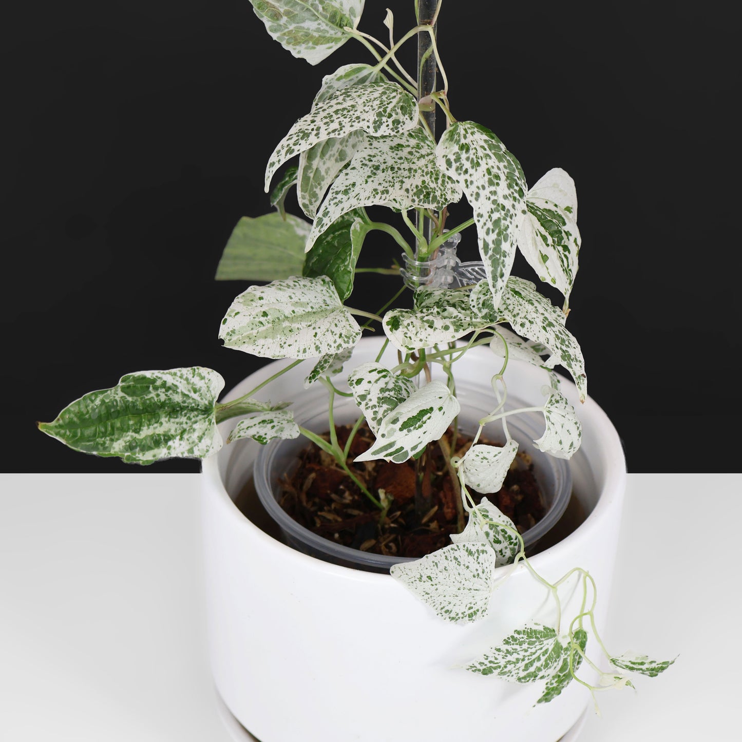 Dioscorea "Goblin"