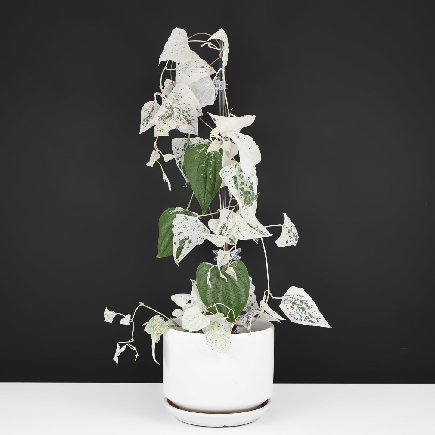 Dioscorea "Goblin"