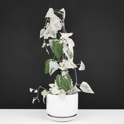 Dioscorea "Goblin"