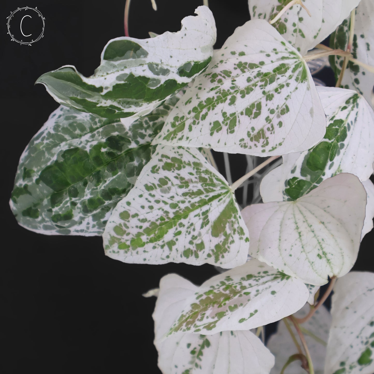 Dioscorea "Goblin"