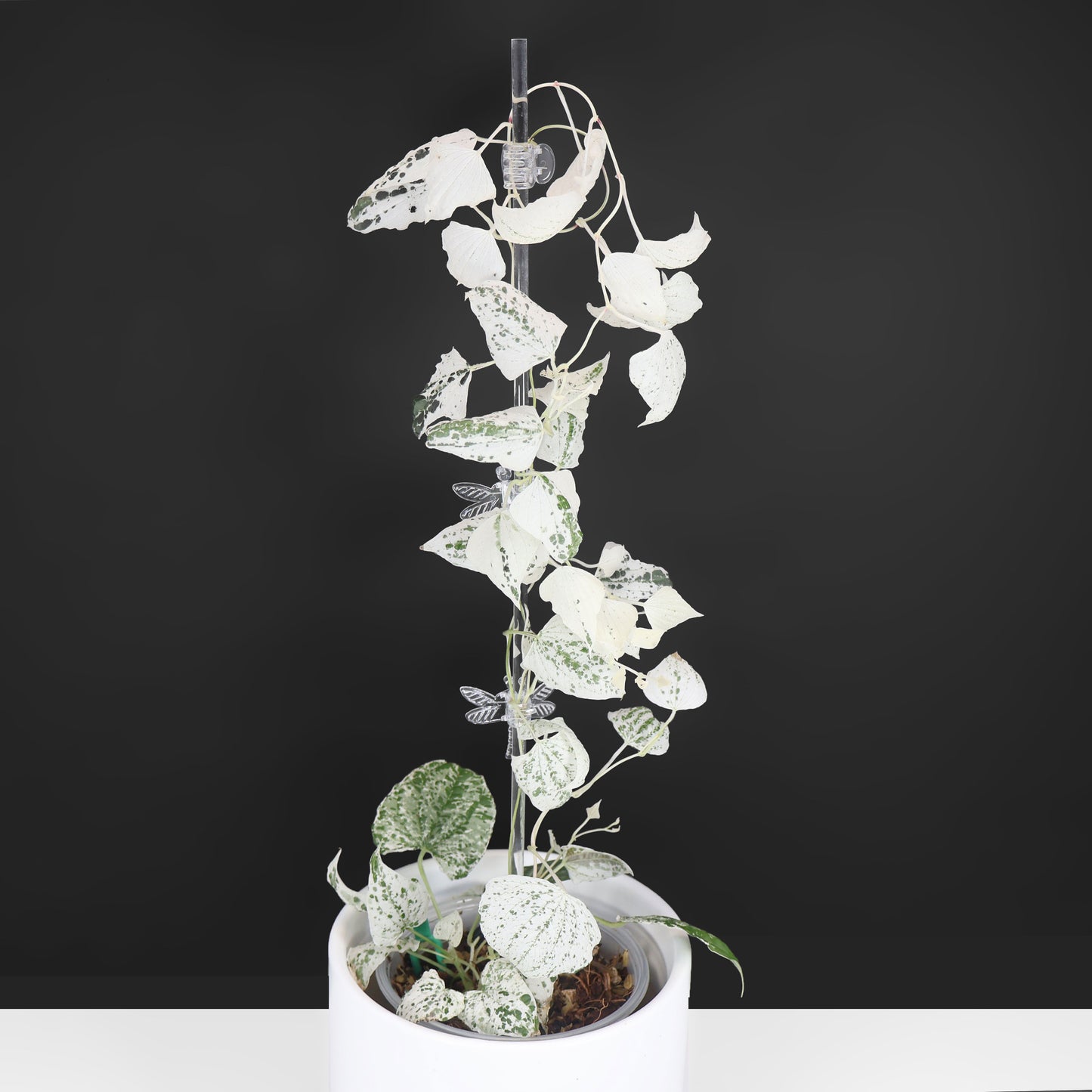 Dioscorea "Goblin"