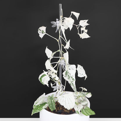 Dioscorea "Goblin"