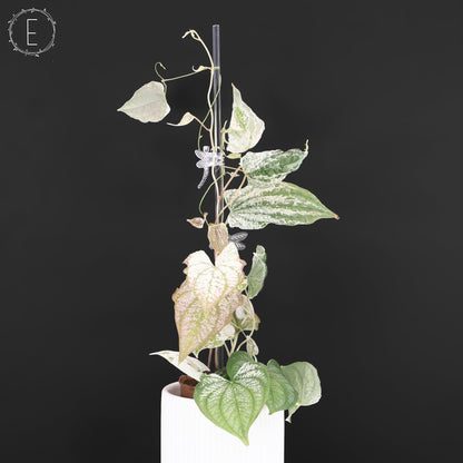 Dioscorea "Goblin"