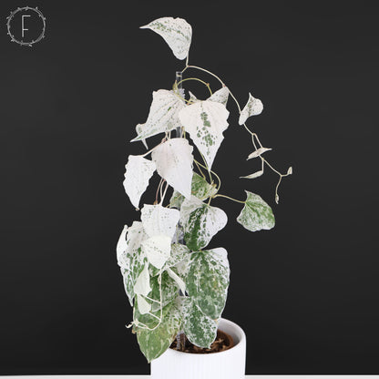 Dioscorea "Goblin"