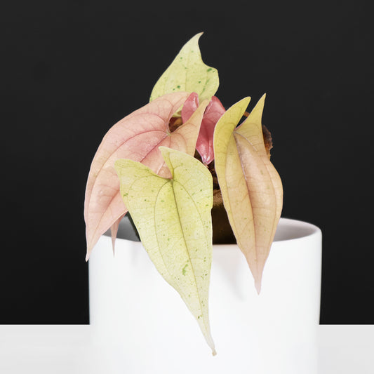 Dioscorea "Lemonade"