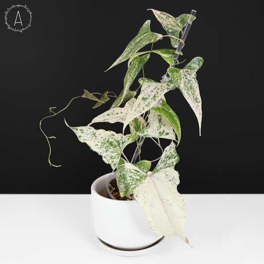 Dioscorea "Piskie"