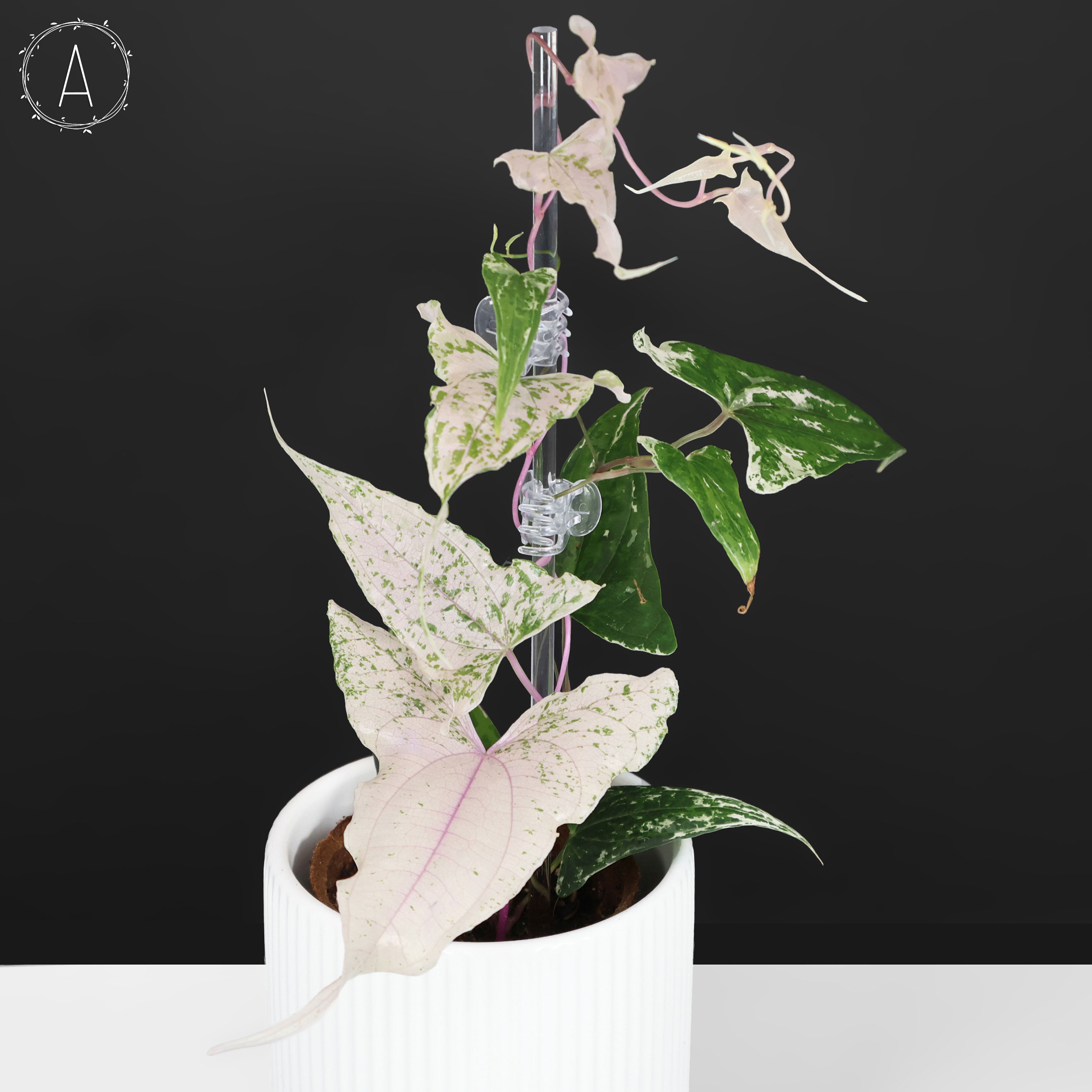 In-Stock – Curious Plant Killer