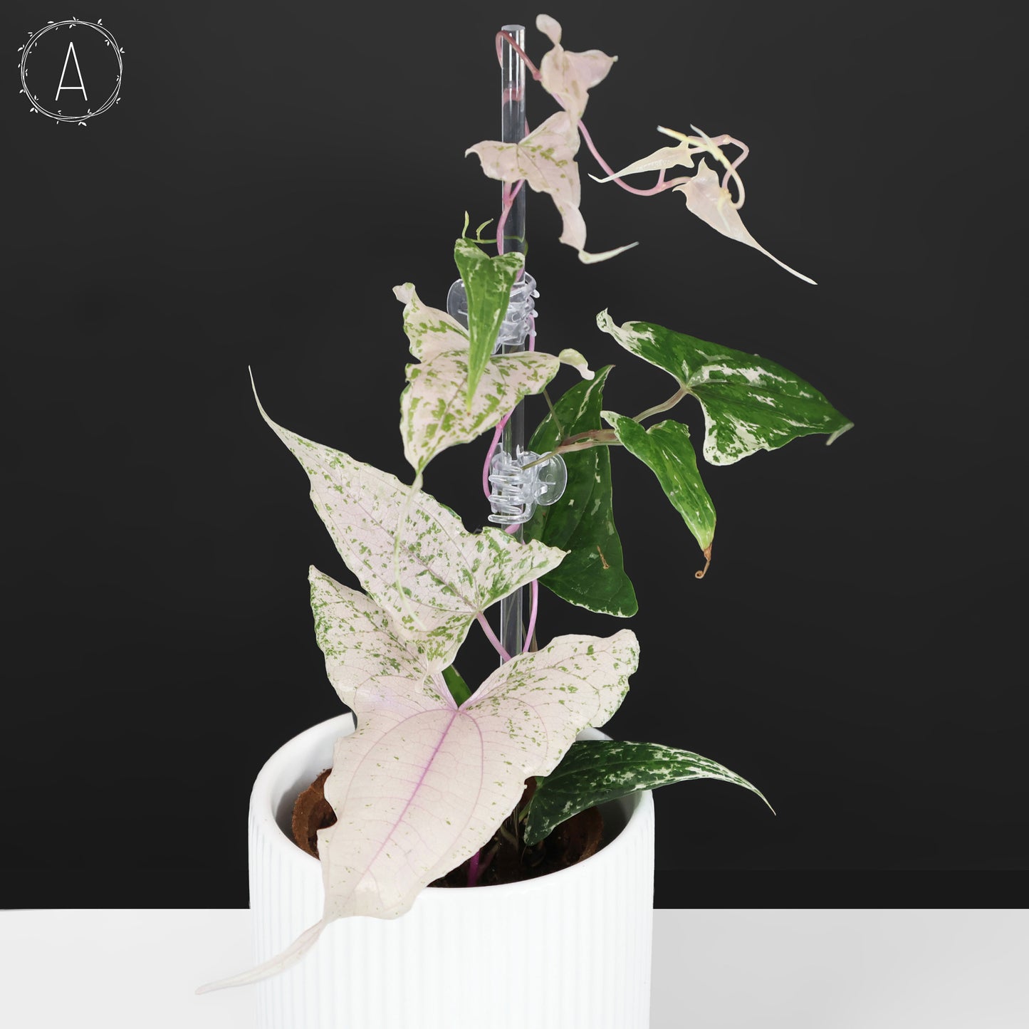 Dioscorea "Piskie"