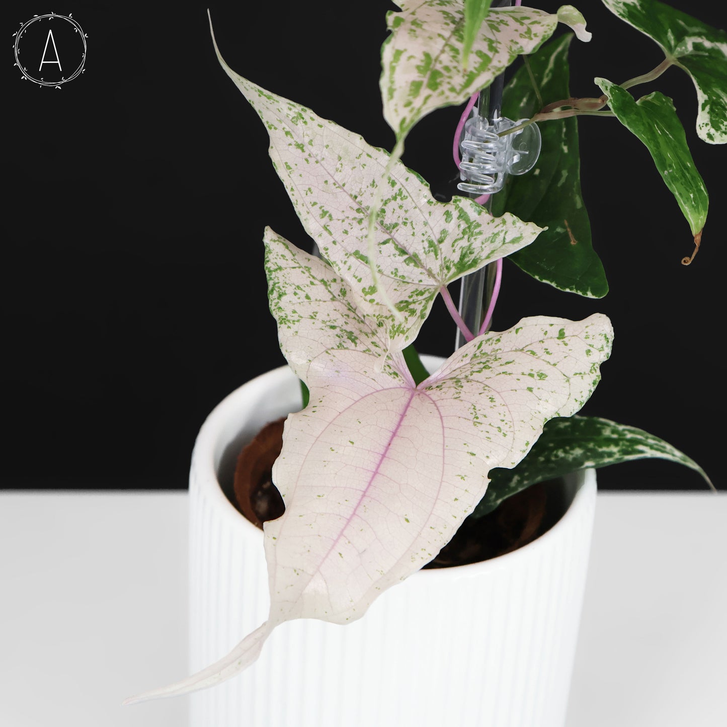 Dioscorea "Piskie"