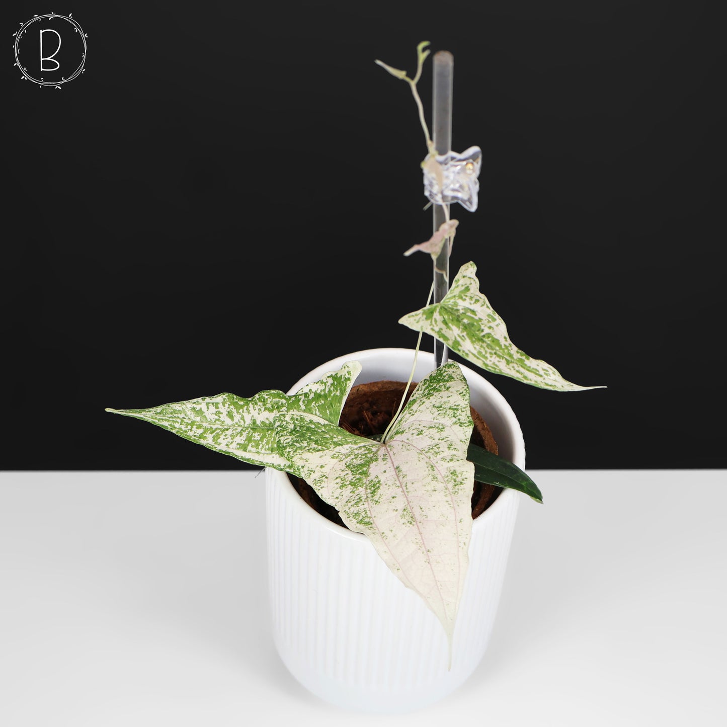 Dioscorea "Piskie"
