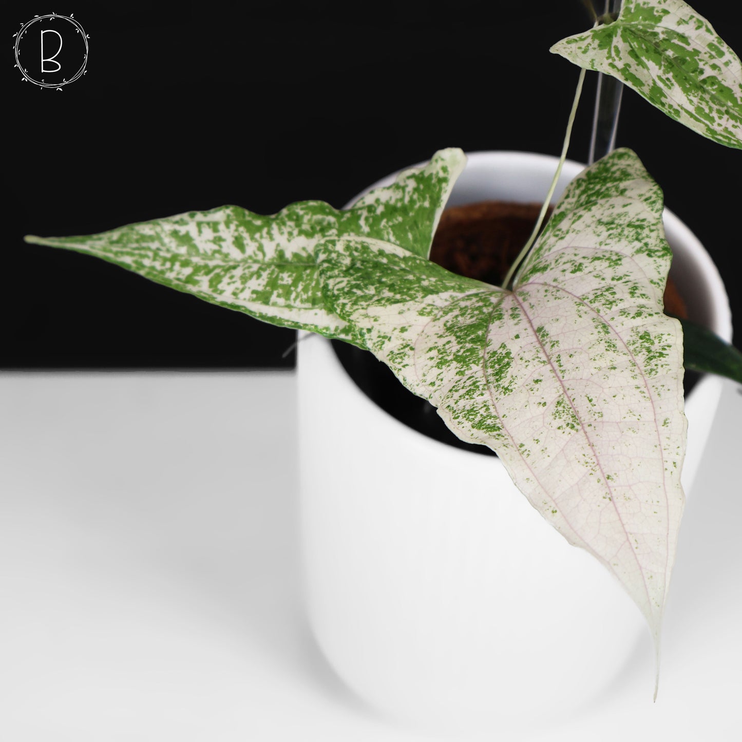 Dioscorea "Piskie"