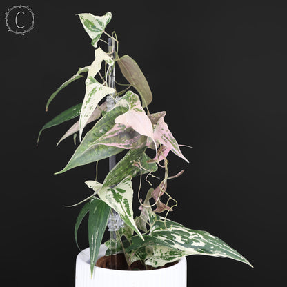 Dioscorea "Piskie"