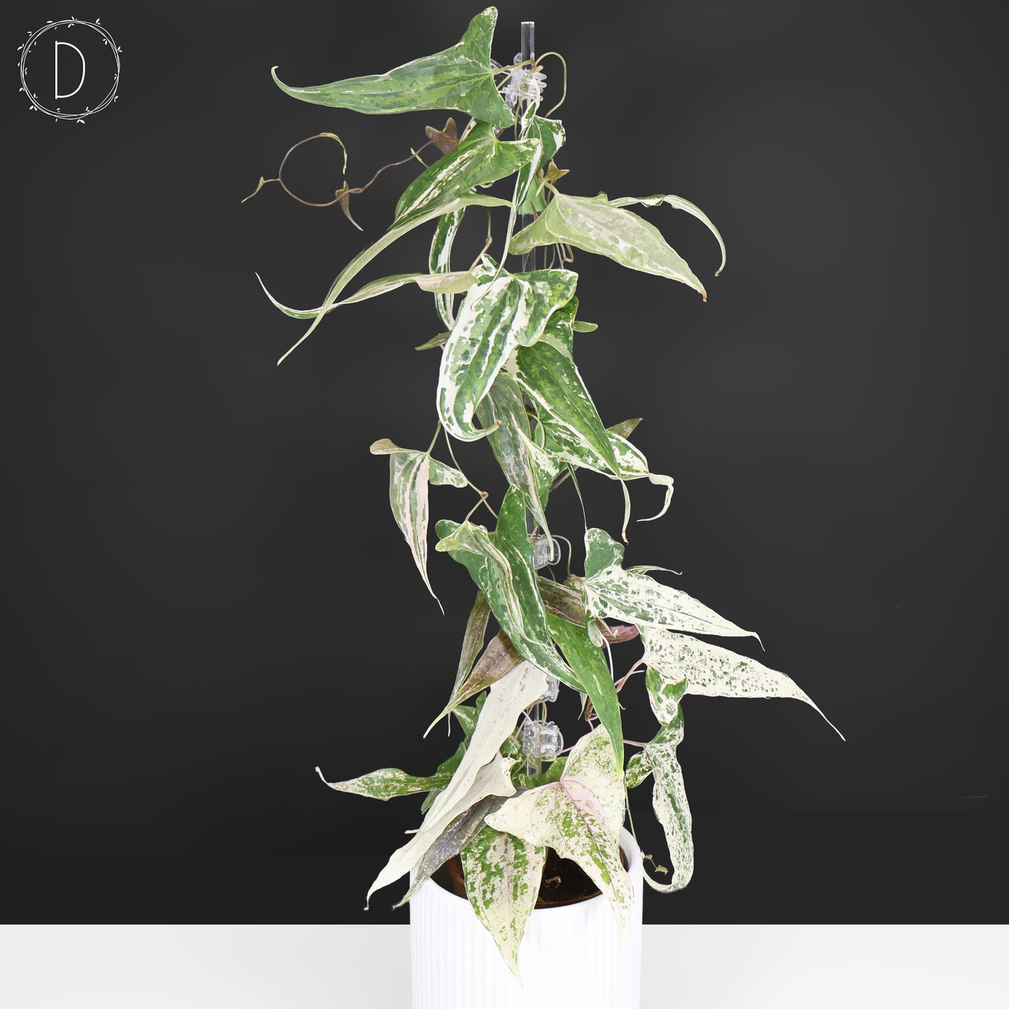 Dioscorea "Piskie"