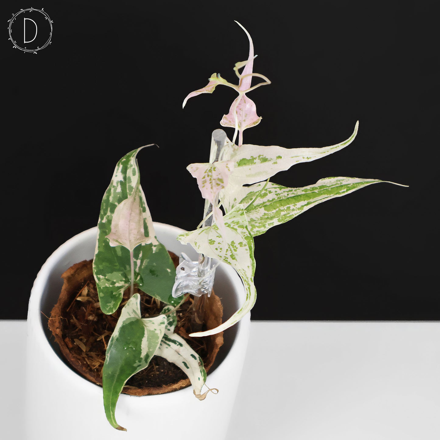 Dioscorea "Piskie"