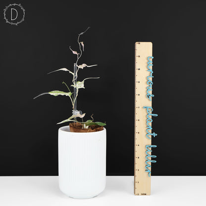 Dioscorea "Piskie"