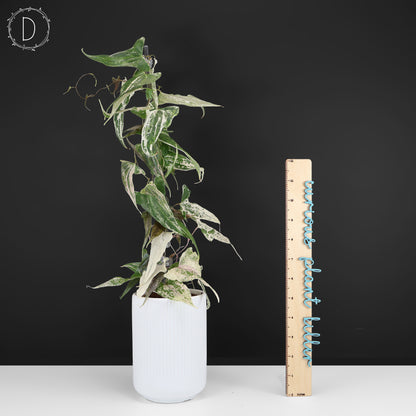 Dioscorea "Piskie"