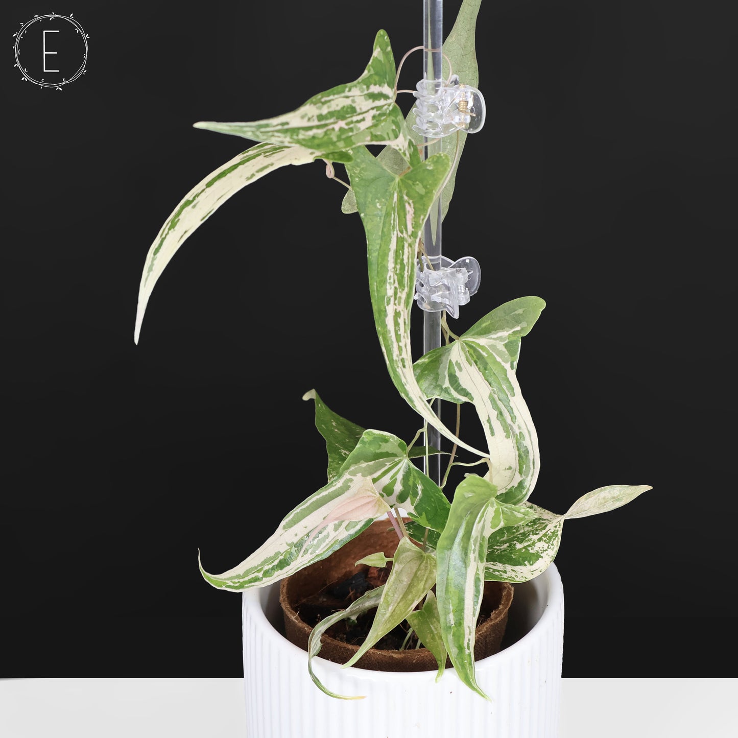 Dioscorea "Piskie"