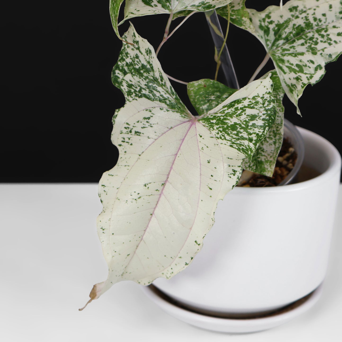Dioscorea "Piskie"