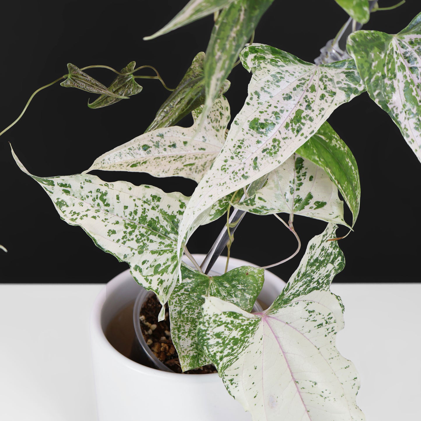 Dioscorea "Piskie"