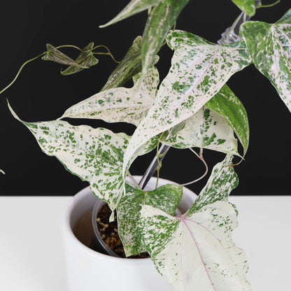Dioscorea "Piskie"