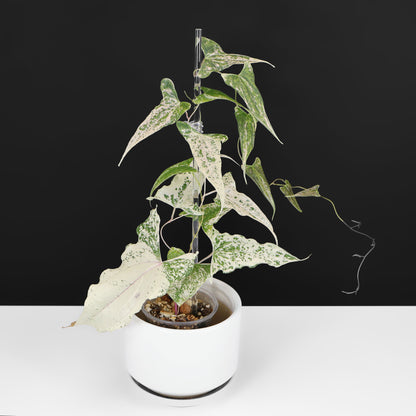 Dioscorea "Piskie"