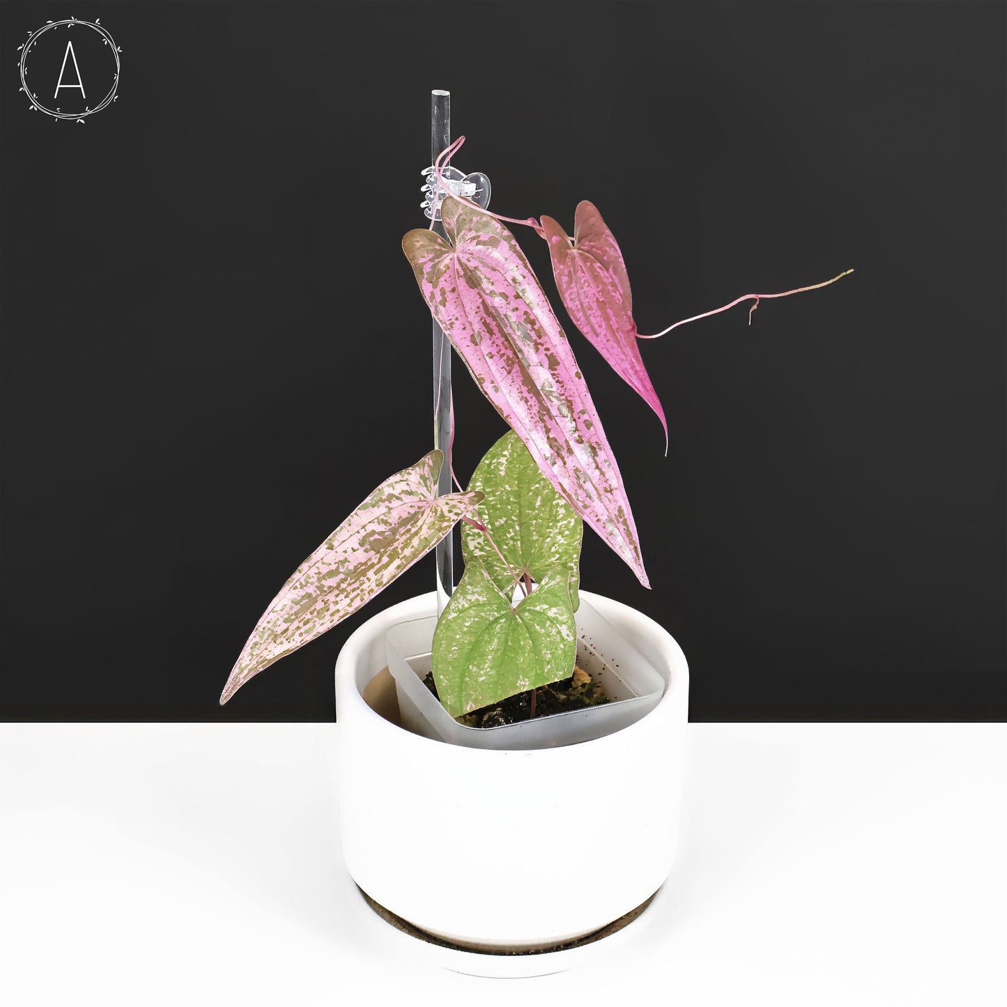 Dioscorea "Pixel"