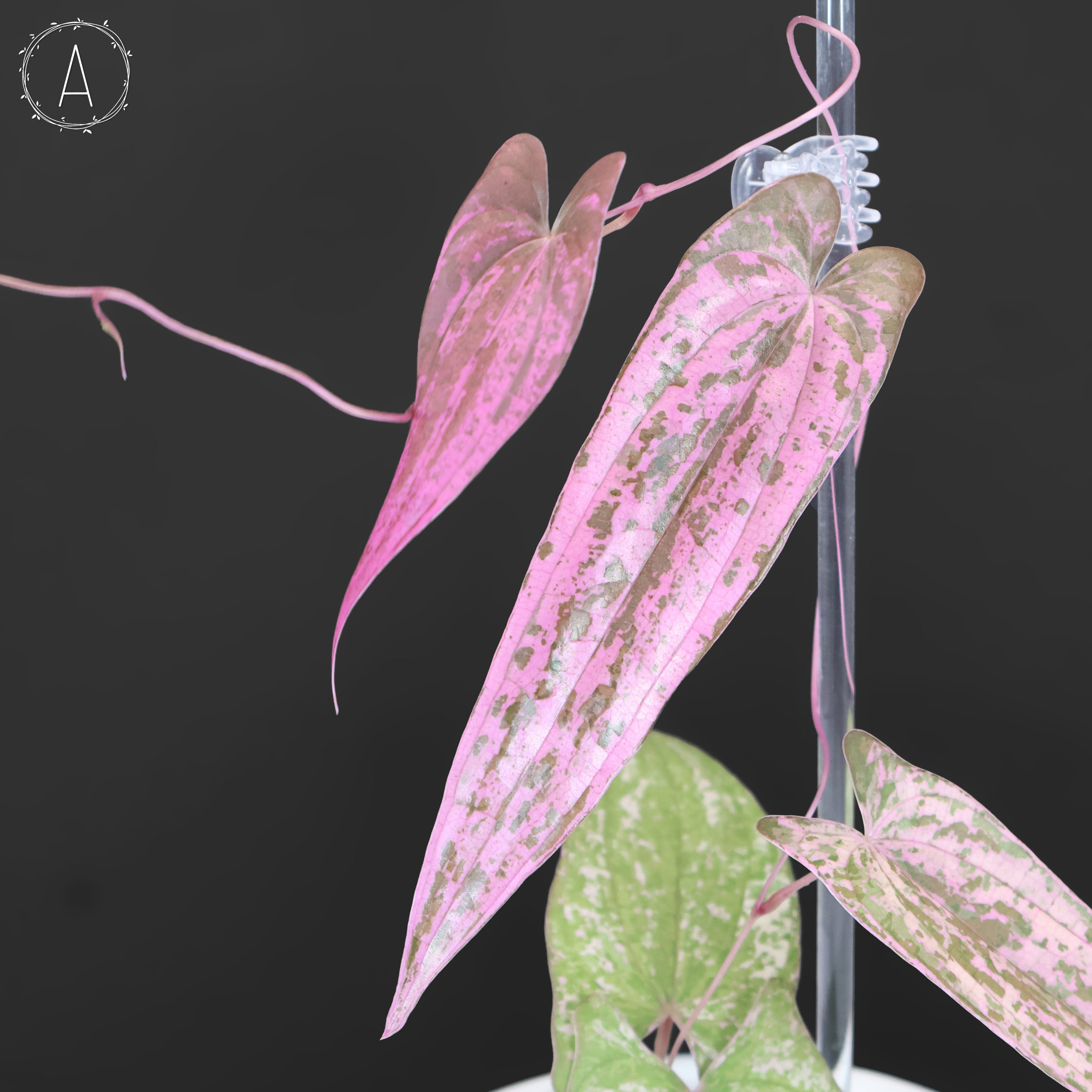 Dioscorea 