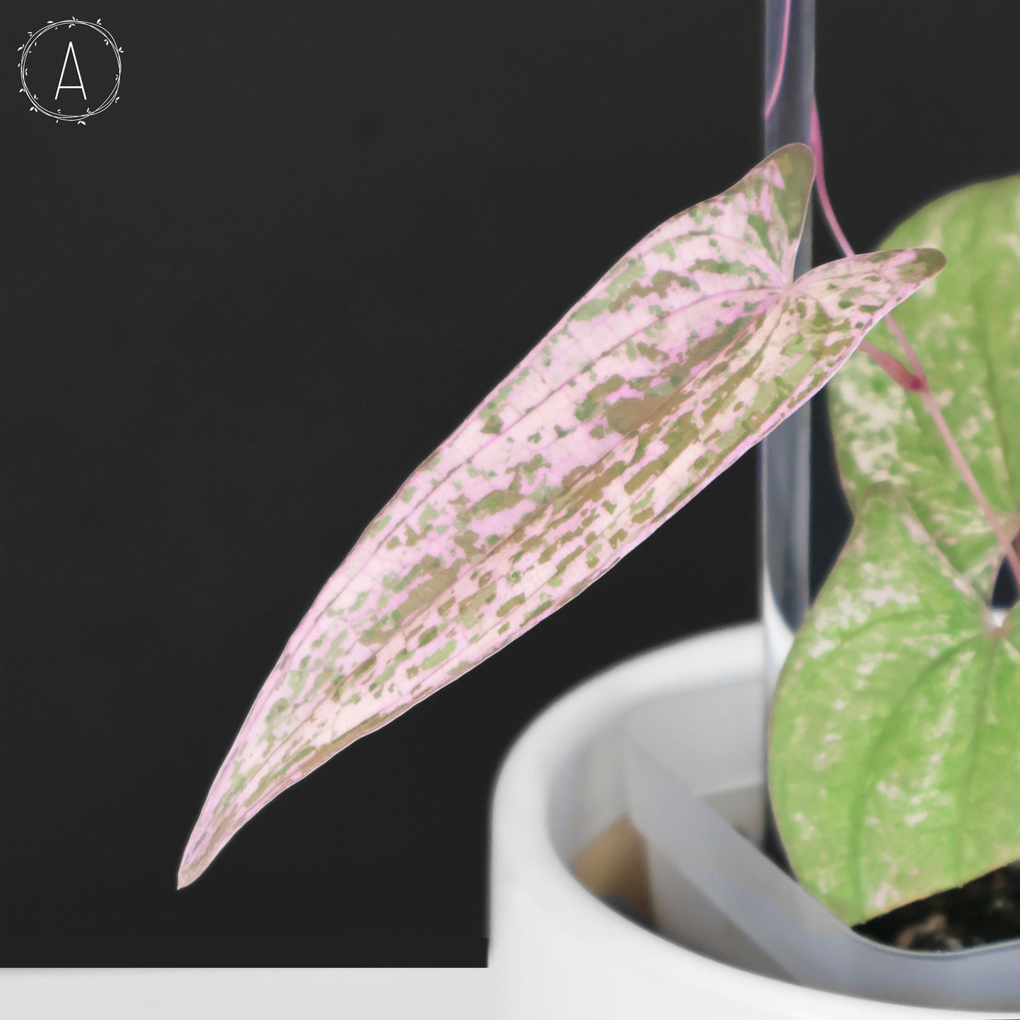 Dioscorea "Pixel"