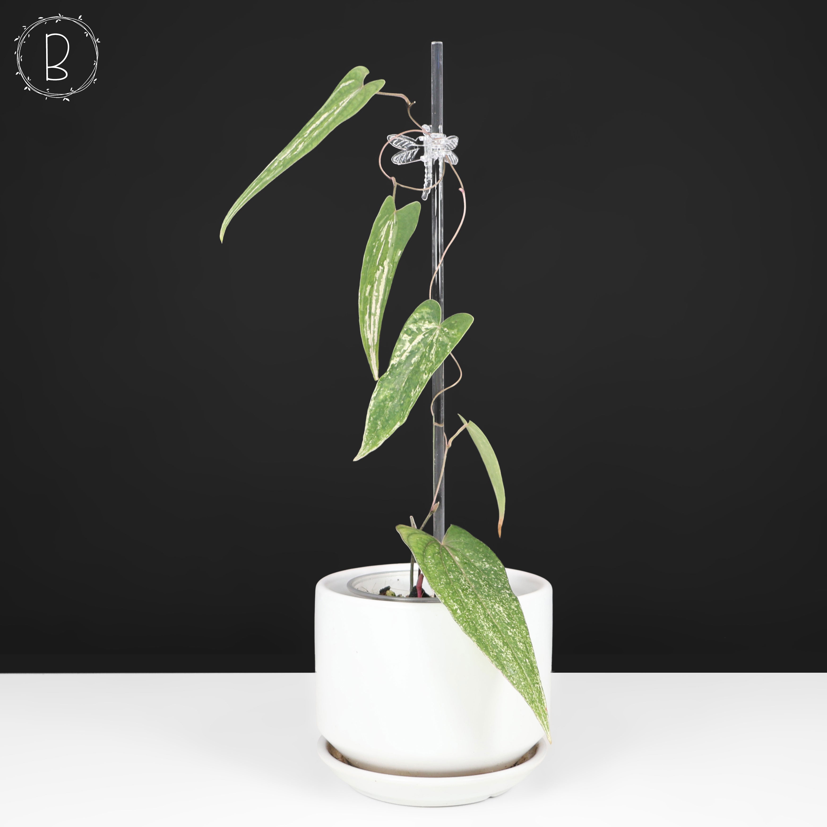 Dioscorea 