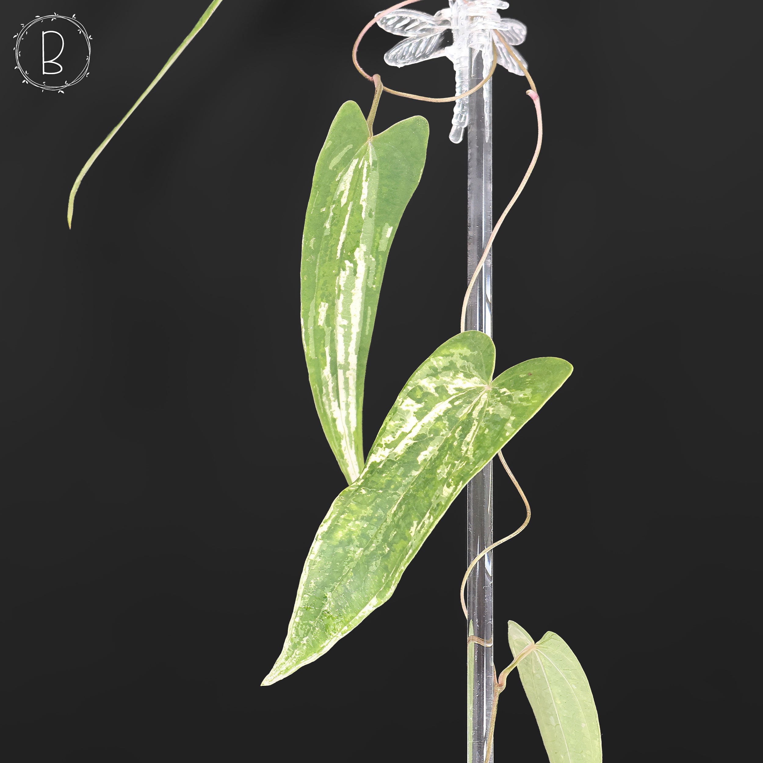 Dioscorea 