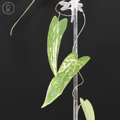 Dioscorea "Pixel"