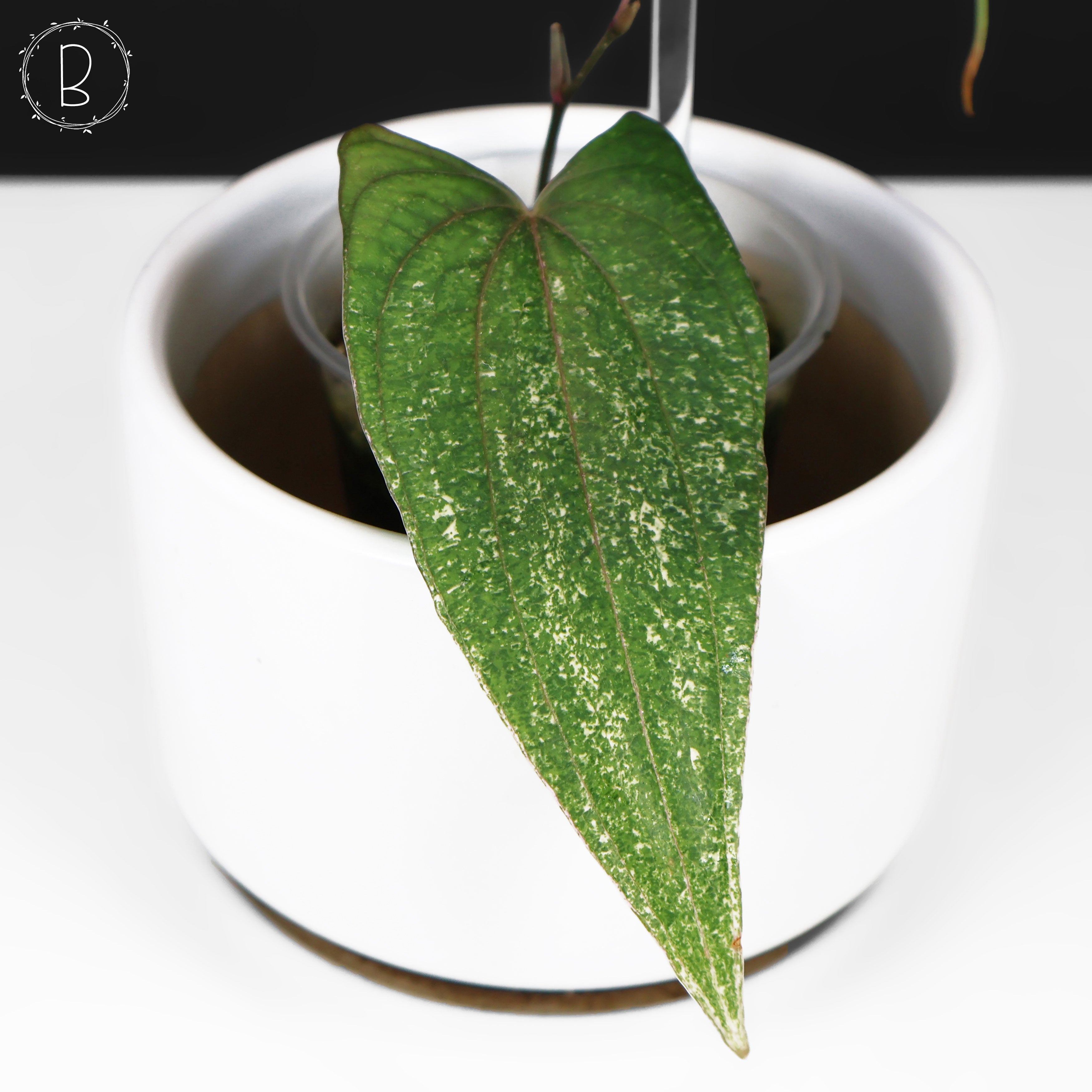 Dioscorea 