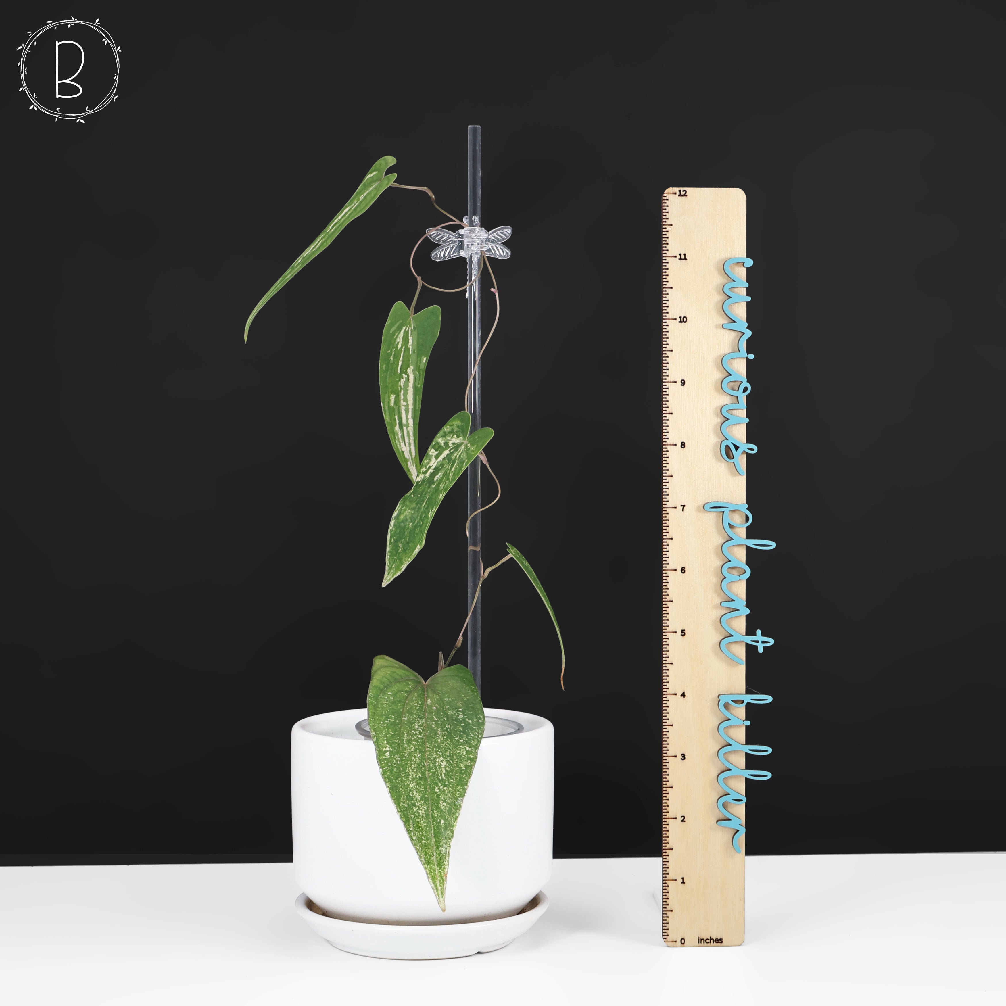 Dioscorea 