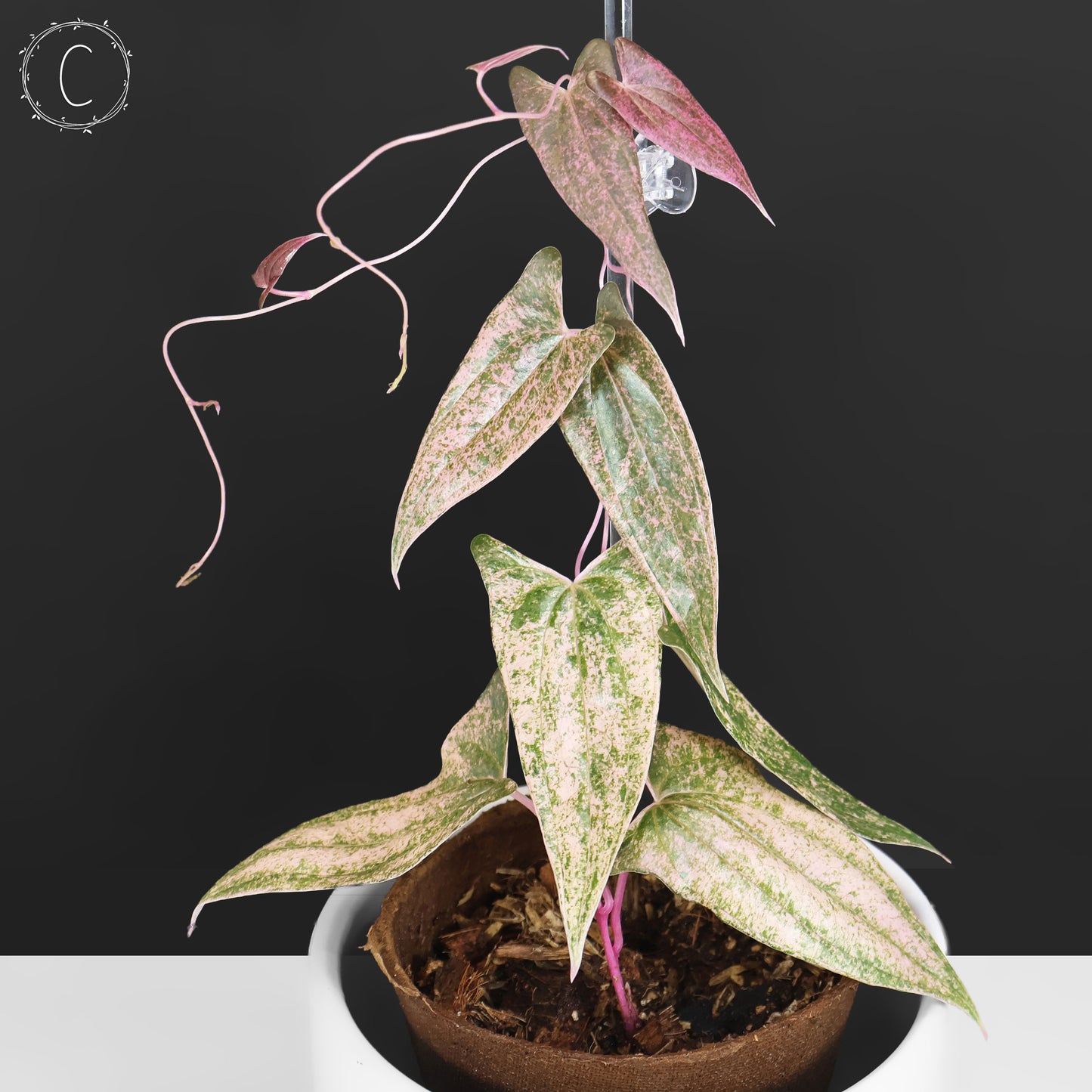 Dioscorea "Pixel"