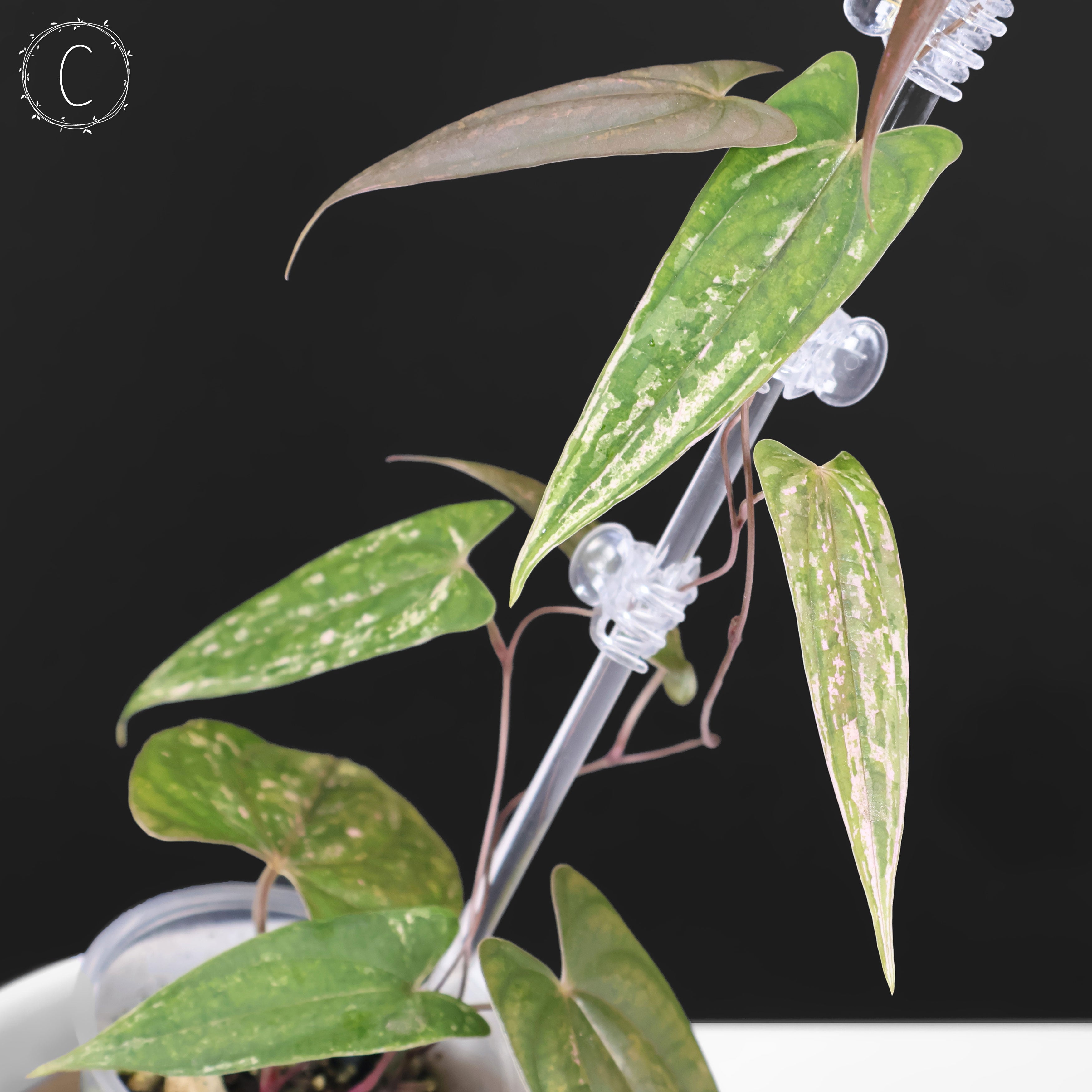Dioscorea 