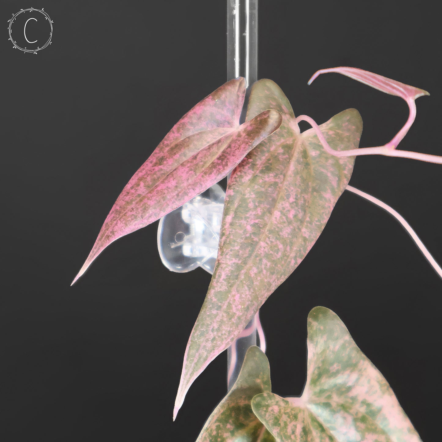 Dioscorea "Pixel"